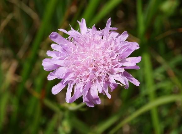 Valerianaceae, Dipsacaceae Valeriana excelsa subsp.