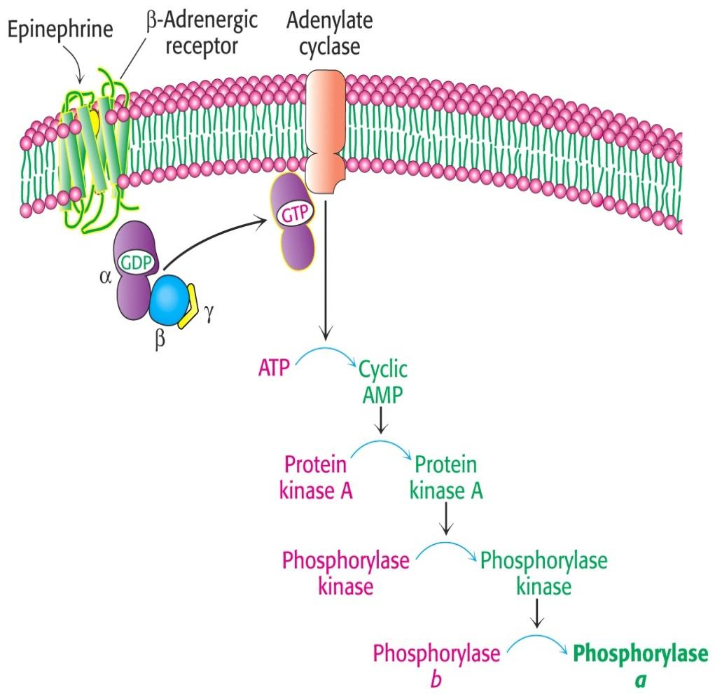 Amplifikace signálu ormonální regulace aktivity glykogenfosforylasy Receptor na plasmatické membráně Aktivace G proteinu (GTPasa) Aktivace adenylátcyklasy camp =