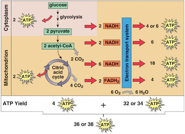 Energetická bilance glykolysy v aerobním