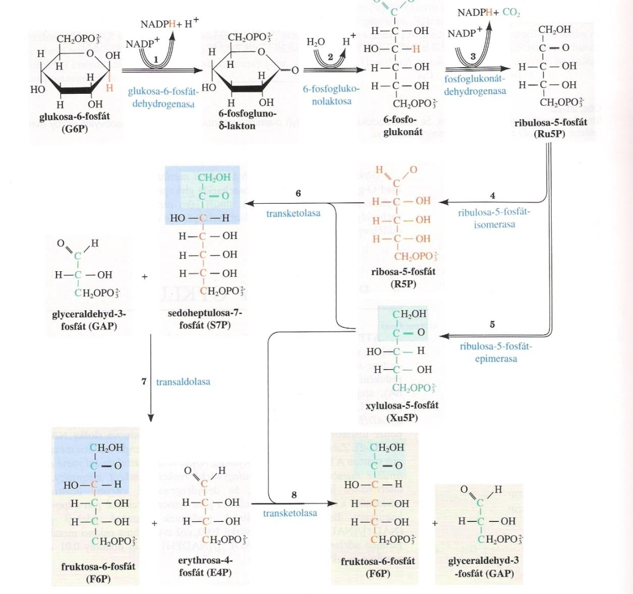 Pentosový cyklus xidační fáze Vznik pentosa fosfátů a minoritních monosacharidů Při