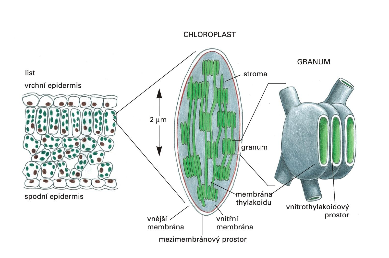 Chloroplast Espero