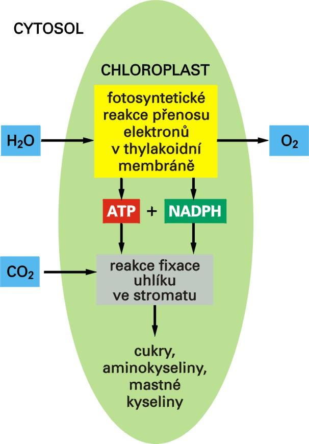 Reakce fotosyntézy v chloroplastech Světelné