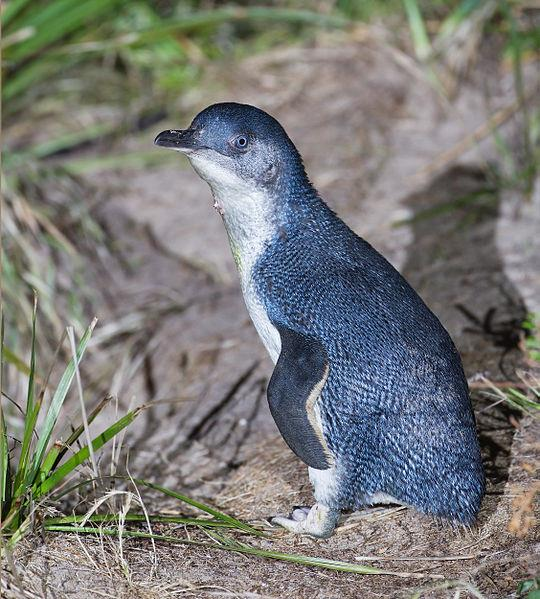 The Little Penguin is the smallest species of penguin.