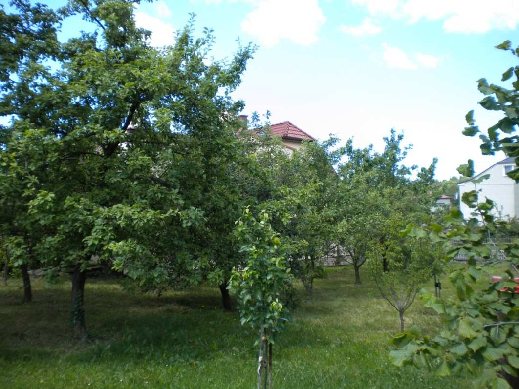 Obr. 5 Nezralý plod, část jádřince s housenkou a zbytek dutiny vyplněný trusem Foto: M. Holzer, 2009 Obr.