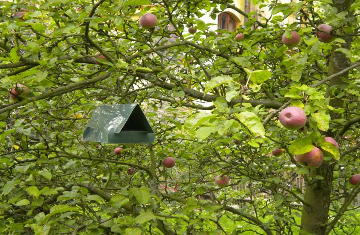 Obr. 7 Studijní plocha 2 - pohled do sadu, ve kterém probíhal monitoring obaleče jablečného Foto: E.