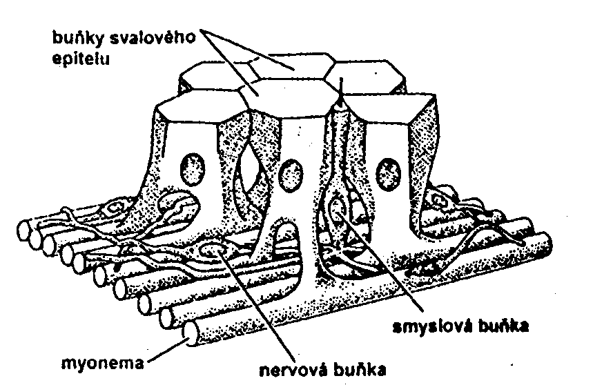 Svalová soustava Houbovci (Porifera) Žahavci