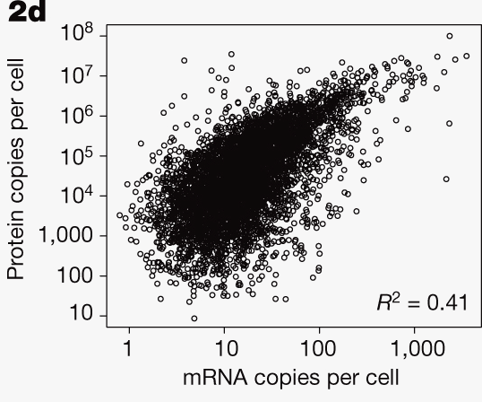 Vztah koncentrace a stability mrna/protein Schwanhäusser B, et al.