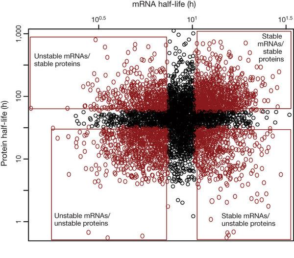 Stabilita mrna/stabilita proteinu