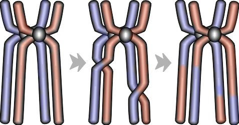 Důsledky meiózy redukce počtu chromosomů v gametách náhodná segregace chromosomů / alel (nové kombinace
