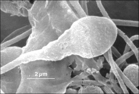 Spermatogeneze v semenných kanálcích testes od počátku pohlavní dospělosti spermatogonie 2n primární spermatocyt 2n