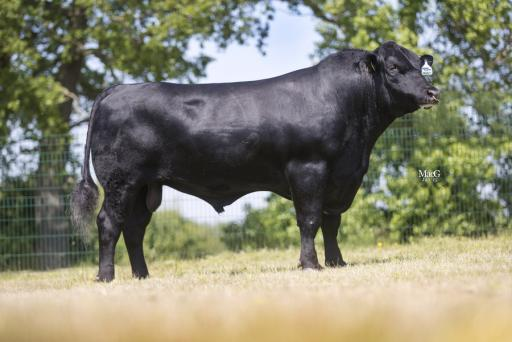 NABÍDKA INSEMINAČNÍCH DÁVEK BÝKŮ PLEMENE ABERDEEN ANGUS PRO ČISTOKREVNOU PLEMENITBU PRO ROK 2016/