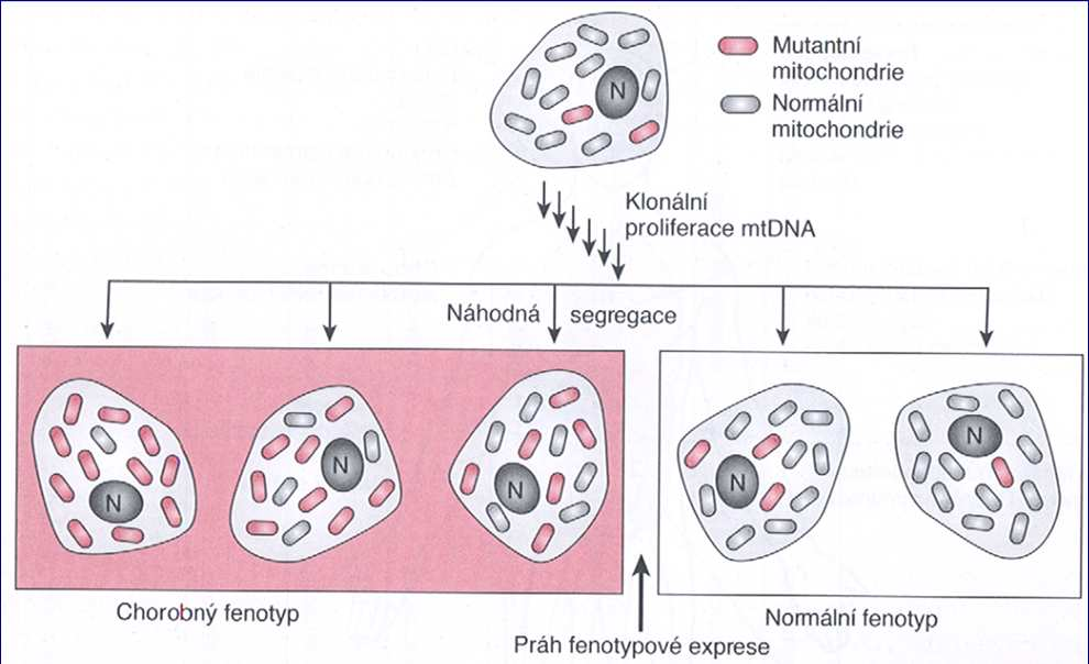 MATROKLINITA mimojaderné geny se dědí po matce vajíčko přináší do zygoty hodně cytoplazmy (včetně mitochondrií), ze spermie se do jádra nedostane žádná mitoch.