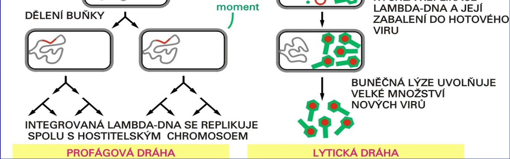 Lytický a lyzogenní cyklus