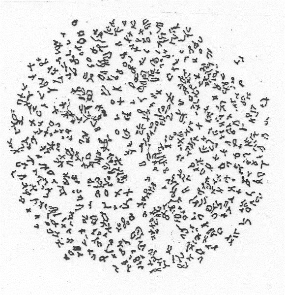 Myrmecia pilosula skákající mravenec Žije v jižní Austrálii a na Tasmánii 2n = 2