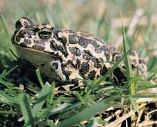 Ostravsko Cvrãilka slavíková (Locustella luscinioides) vyuïívá k hnízdûní staré rákosiny. 2 Vlhké louky s periodick mi tûnûmi jsou biotopem ropuchy zelené (Bufo viridis).