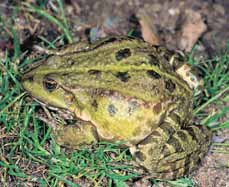europaeus), z letounû stojí za zmínku masovû zimující populace netop ra pestrého (Vespertilio murinus) ze severov chodní Evropy.
