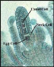 Pohlavní orgány u mechorostů Samičí pohlavní orgány = zárodečníky (archegonia), vznikají z 1 iniciální pokožkové buňky jsou lahvicovitého tvaru jednovrstevná s 1 oosférou, s
