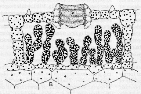 Frondózní stélka bývá tvořena buď jednou vrstvou stejnocenných buněk (potř.