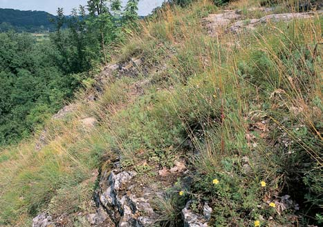 Stfiední âechy ostfiice jarní (Carex caryophyllea), hvozdík kropenat (Dianthus deltoides), tfiezalka teãkovaná (Hypericum perforatum), mochna jarní (Potentilla tabernaemontani), Èovík nejmen í (Rumex