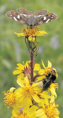 Stfiední âechy 2 3 2 Popelivka sibifiská (Ligularia sibirica) má zde nejpoãetnûj í populaci z nûkolika mála lokalit v údolí Bûlé a na Dokesku.