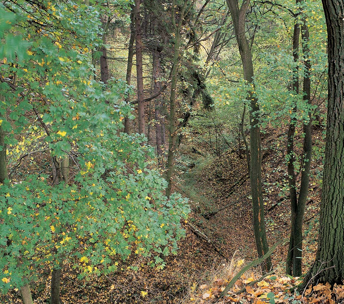 Stfiední âechy GEOLOGIE Podklad území tvofií kfiídové (stfiední turon) slínovce a vápnité pískovce, které jsou pfiekryty hlinit mi pokryvy. V nich vznikly erozí nûkolik metrû hluboké suché rokle.