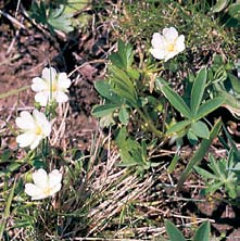 Stfiední âechy 2 GEOLOGIE V krajinû v znamn vrch je tvofien vypreparovan mi tfietihorními sopeãn mi komíny Dûdka a Baby (362,8 m n. m.).