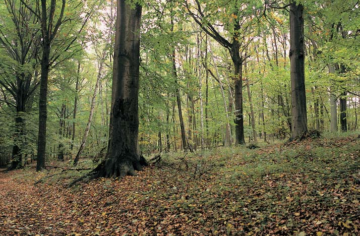 Okres Mladá Boleslav 3 4 nus) a j. babyka (A. campestre), jasan ztepil (Fraxinus excelsior), tfie eà ptaãí (Cerasus avium), místy jefiáb bfiek (Sorbus torminalis) ahru eà polniãka (Pyrus pyraster).