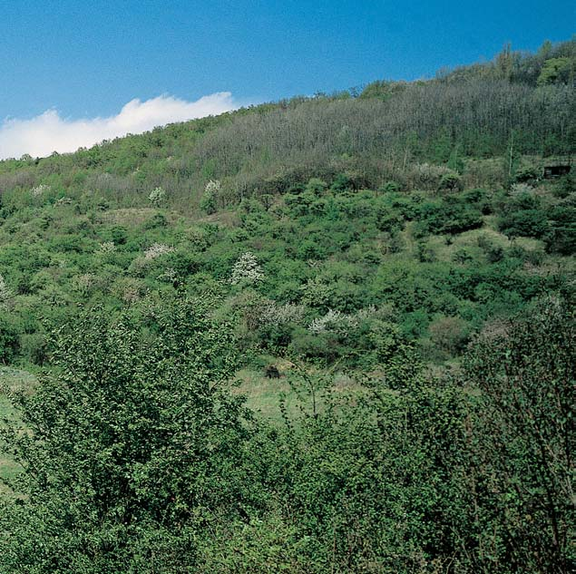 Okres Mladá Boleslav ti na teplomilné doubravy rostou na jiïních svazích mozaikovitû kfioviny a trávníky s pfievaïující váleãkou prapofiitou (Brachypodium pinnatum) napfi.