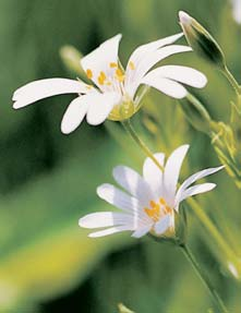 Okres Mladá Boleslav osa), rozrazil lékafisk (Veronica officinalis), tfitina rákosovitá (Calamagrostis arundinacea), tfiezalka teãkovaná (Hypericum perforatum) azchránûn ch druhû na svûtlinách