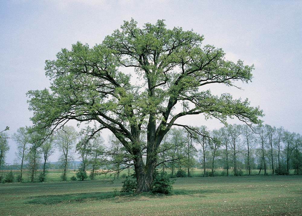 Okres Mladá Boleslav Památné stromy. Lípa malolistá, k. ú. Bûlá pod Bezdûzem, p. ã. 36/, okraj lesního porostu ve svahu u restaurace U Koníãka. O: 340 cm, Vs: 24 m, S: 50 let. 2. Lípa malolistá, k. ú. Bûlá pod Bezdûzem, p. ã. 755, ve dvofie usedlosti Na jeteli.