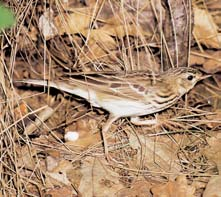 Stfiední âechy 2 GEOLOGIE Horninov podklad tvofií svrchnokfiídové (stfiední turon) vápnité pískovce jizerského souvrství, které vystupují ve svazích údolí.