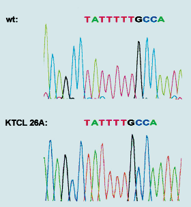 Obr. 7. Schématické zobrazení poměru intenzity fluorescenčních signálů z CGH u pacienta s chromofobním RK.