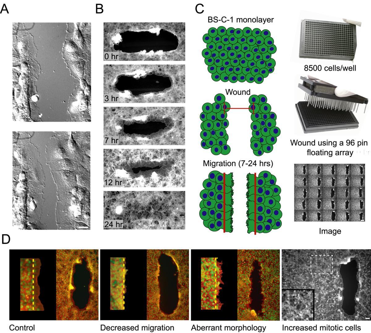 Yarrow et al.