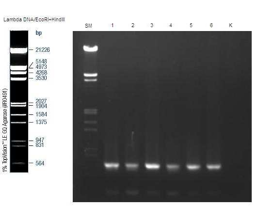 Obrázek 2. Elektroforeogram úspěšné PCR. Použity primery LCO 1490 a HCO 2198. SM velikostní marker Lambda DNA/EcoRI+HindIII, 1-6 vzorky D. prelli, K kontrolní reakce bez DNA. 3.