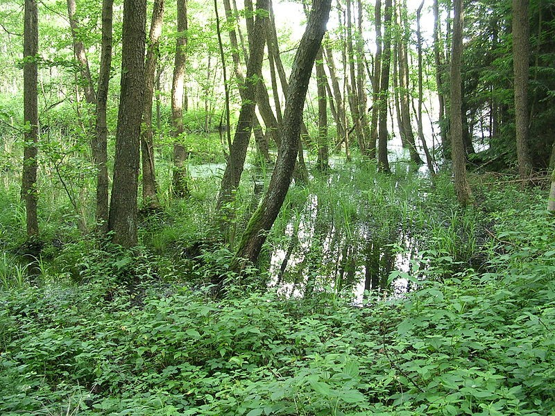 Lužní lesy Velká druhová rozmanitost Vrba (Salix), olše (Alnus), topol (Populus), jasan (Fraxinus), dub (Quercus) Střemcha (Prunus), svída (Cornus), zimolez (Lonicera), kalina (Viburnum), bez