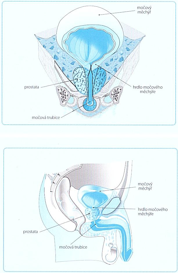 Příloha 1 Anatomie dolních močových cest u muže Zdroj: KRHUT, J.