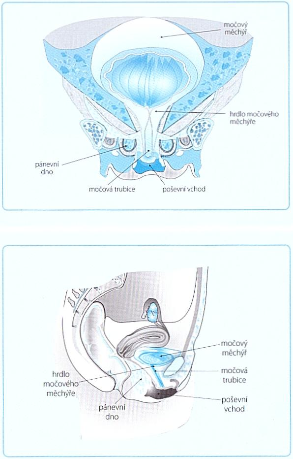 Příloha 2 Anatomie dolních močových cest u ženy Zdroj: KRHUT, J.