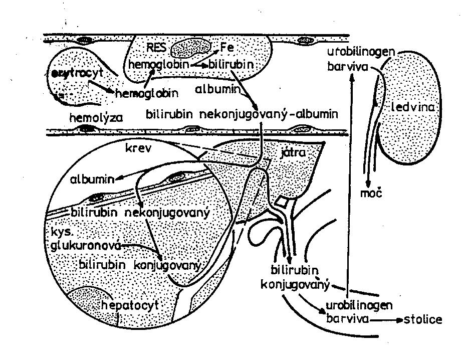 vstupu do hepatocytů je zvláštními bílkovinami přenášen v buňce dále, enzymatickou reakcí spojen s kyselinou glukuronovou a konečně jako vázaný (konjugovaný) bilirubin vylučován z hepatocytů do