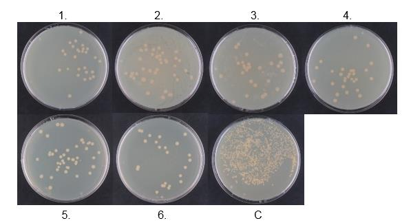 Tab. 1. Bakteriální účinnost po 8 hodinách působení bakteriálních kmenů E. coli a B. subtilis. Vzorek Gramnegativní Grampositivní (E. coli) (B.
