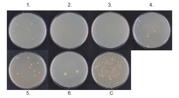 Obr. 23. Antibakteriální účinnost DLC a UNCD tenkých filmů against B.subtilis misky s koloniemi B.subtilis (vzorky 1 6)