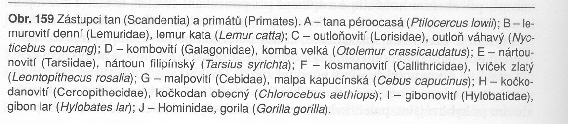 Řád: TANY Scandentia 16 Hmyzoţraví, na stromech, velik. veverky Tana obecná Řád: LETUCHY Dermoptera 2 Postranní osrstěná blána ke klouzavému letu Letucha filipínská, l.