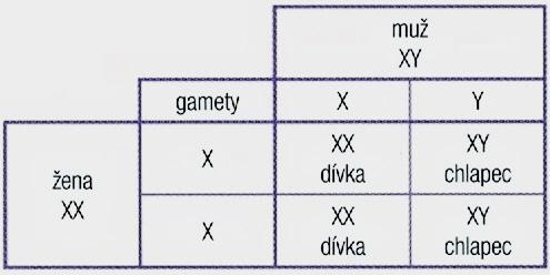 Proč zjišťují genetici pohlaví budoucího dítěte?