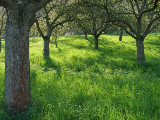 I. Zahradnictví Starý extenzivní sad s výsadbou vysokokmenných tvarů jabloní. Foto: S. Boček, 2007. dřevin a v neposlední řadě také o množení, produkci, šlechtění a sortimentu květin.