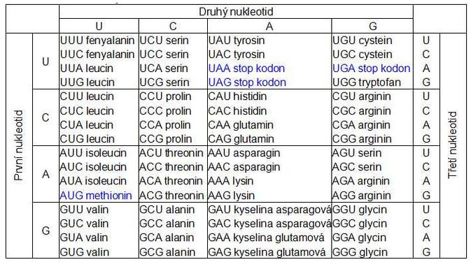 Tabulka 1 Genetický kód 61 tripletů kóduje zařazení 20 aminokyselin do polypeptidického řetězce.