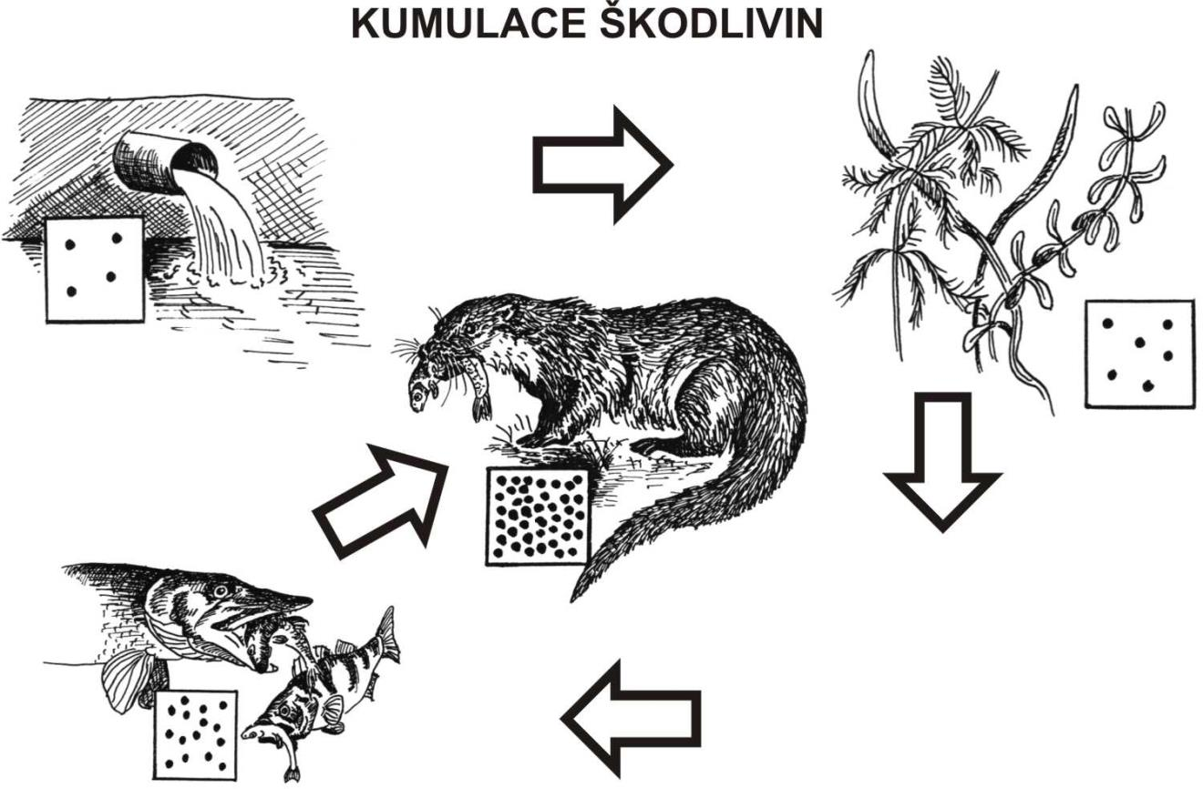 Jestliže se z biotopu (prostředí) dostane do potravního řetězce škodlivá (toxická, teratogenní apod.