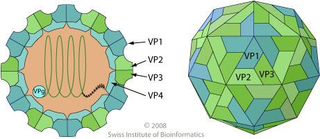 Viriony jsou ikosahedrálního tvaru s pseudo T=3 symetrií. Schéma stavby virionu je uvedeno na Obr. 2. Obr. 2: Schéma virionu rodu Aparavirus.