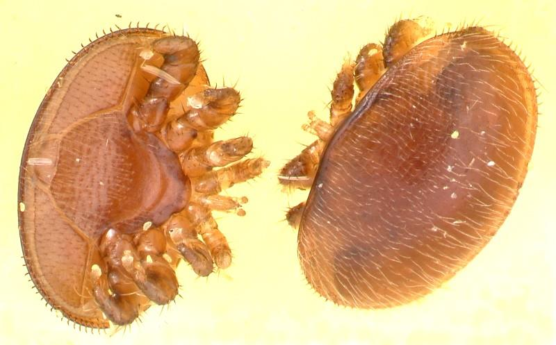 a spermaték včelích matek, ve kterých byly zaznamenány virové částice (Chen et al. 2006b). Obdobné způsoby přenosu existují rovněž mezi včelstvy navzájem.