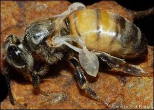 brouka Aethina tumida vyskytujícího se ve včelích úlech (Eyer et al.