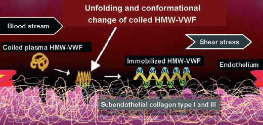 Schéma funkce VWF v primární hemostáze Klidový stav 35 Dyn/cm 2 = 875 s -1