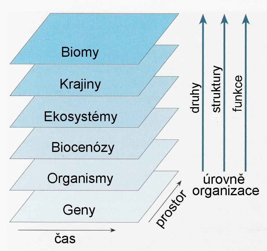 BIODIVERZITA Biodiverzita neboli biologická rozmanitost bývá nejčastěji definována jako variabilita všech v forem života (v čase a prostoru) na všech v hlavních organizačních úrovních souhrn všech v
